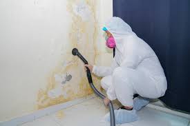 Mold Odor Removal Services in Twentynine Palms, CA